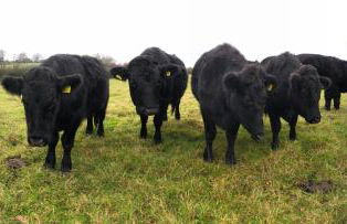 Yellowham Farm, Dorchester - Photo 42