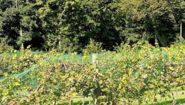 Serenity House Retreat Near MKT - Foto 2