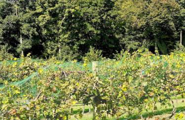 Serenity House Retreat Near MKT - Foto 2