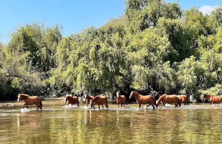 Quinta Marinhais para férias no Ribatejo - Foto 36