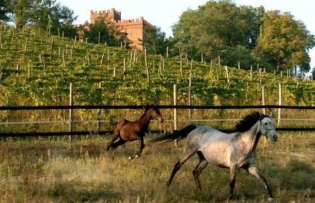 La Cascina del Castello - Photo 23