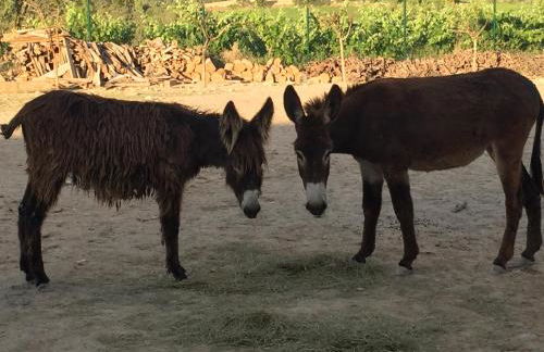 Masia Can Canyes & Spa - Photo 72