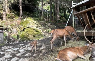 Dimaro-Folgarida Apartment - Foto 21