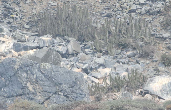 Excursion sur l'île de Damas - Photo 8