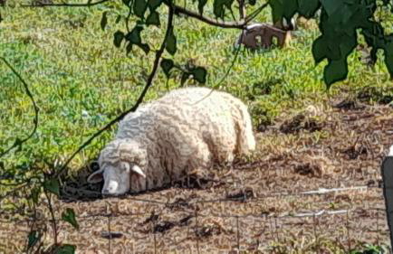 Quinta da Bolota Guest House - Foto 9