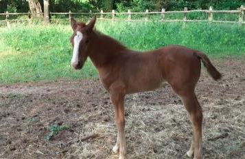Proche le Mans, Parigné l'Evêque,maison forestière, accueil chevaux possible 11 pers - Foto 13