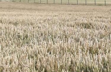 Agriturismo Nuvolino - Foto 43