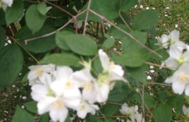 I Giardini Di Margius - Foto 67