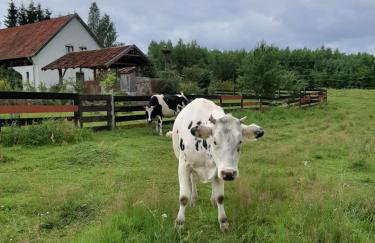 Jabłkowo-na skraju Puszczy Boreckiej ŚNIADANIA W CENIE - Foto 13