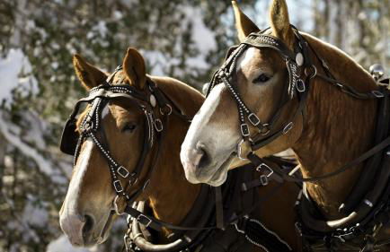 Experience the Rocks Estate like never before with a stay at the Gardeners Cottage! - Foto 46