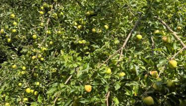 Apartment - Foto 2, Garden view