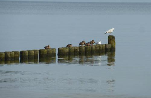 moderne 3-Raum Ferienwohnung Strandmöwe mit Panoramafenster - Foto 11