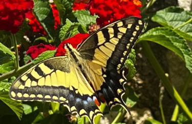 Villa Petaloúda - Foto 42