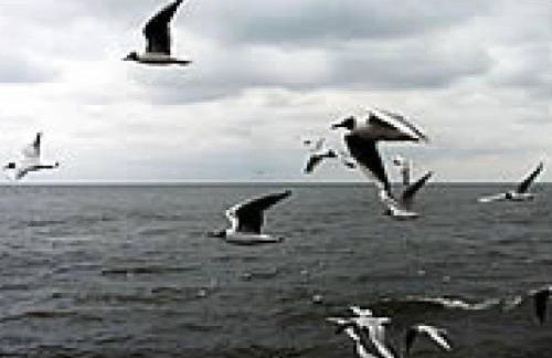 North Sea Holiday House Wellmeyer - Foto 34