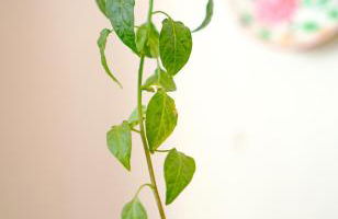 Casa das Mouriscas - Foto 70