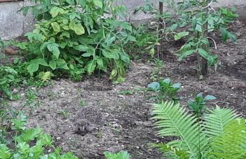 Noclegi u Gosi Mosty koło Gdyni - Foto 50