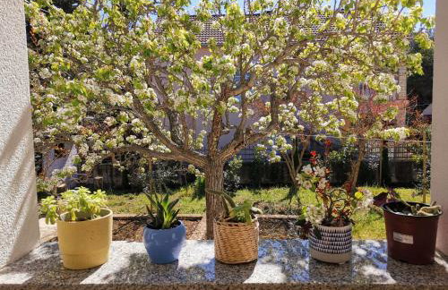 Apartman Soto - Photo 18