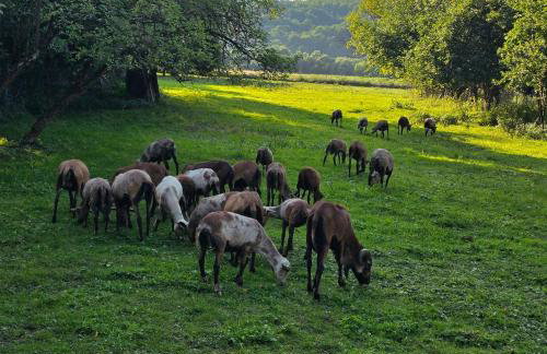 Malowane Domy - Foto 8