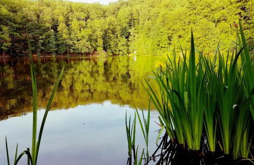 Ferienhaus direkt am Badesee Bungalow 11 Schönsee - Foto 31