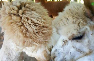 Alpakowy raj - Foto 54