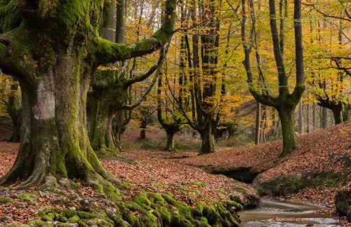 Caserio Arrigorri excelente ubicación jardín con BBQ perfecto para grupos - Foto 63
