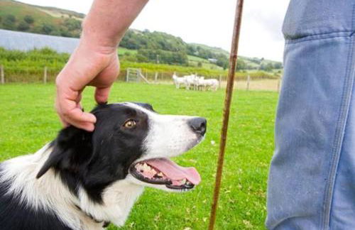 2 Bed in Bala oc-82768 - Foto 33