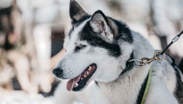 La belleza de los perros husky