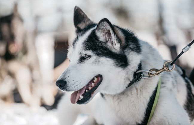 Balade en traîneau tiré par des huskies - Photo 3
