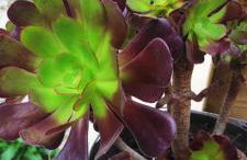 Le Laoul cottage 2 people - Foto 7