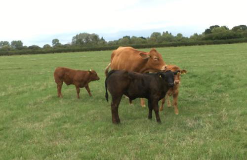 Weatherhead Farm - Foto 62