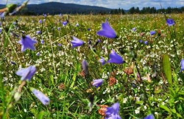 Appartement 13 im Haus Dreisessel - Foto 32