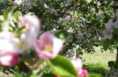 Bobrowe zacisze - Foto 4