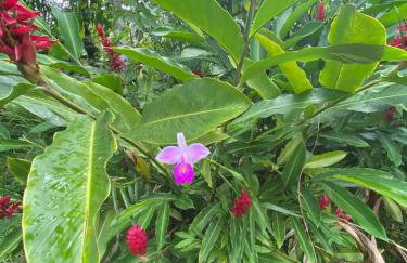 Chácara Gomes - Caiubura - Bertioga - Foto 62