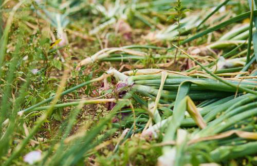 Beloc House Lopud Island - Photo 66