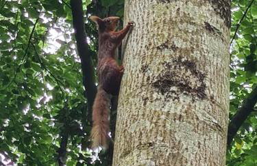 Bracken Cottage - Foto 38