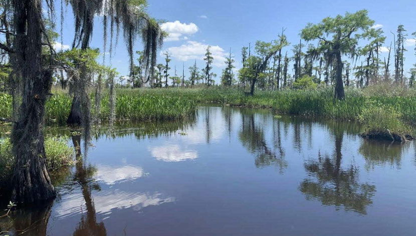 Paseando en barco por la Reserva de Barataria