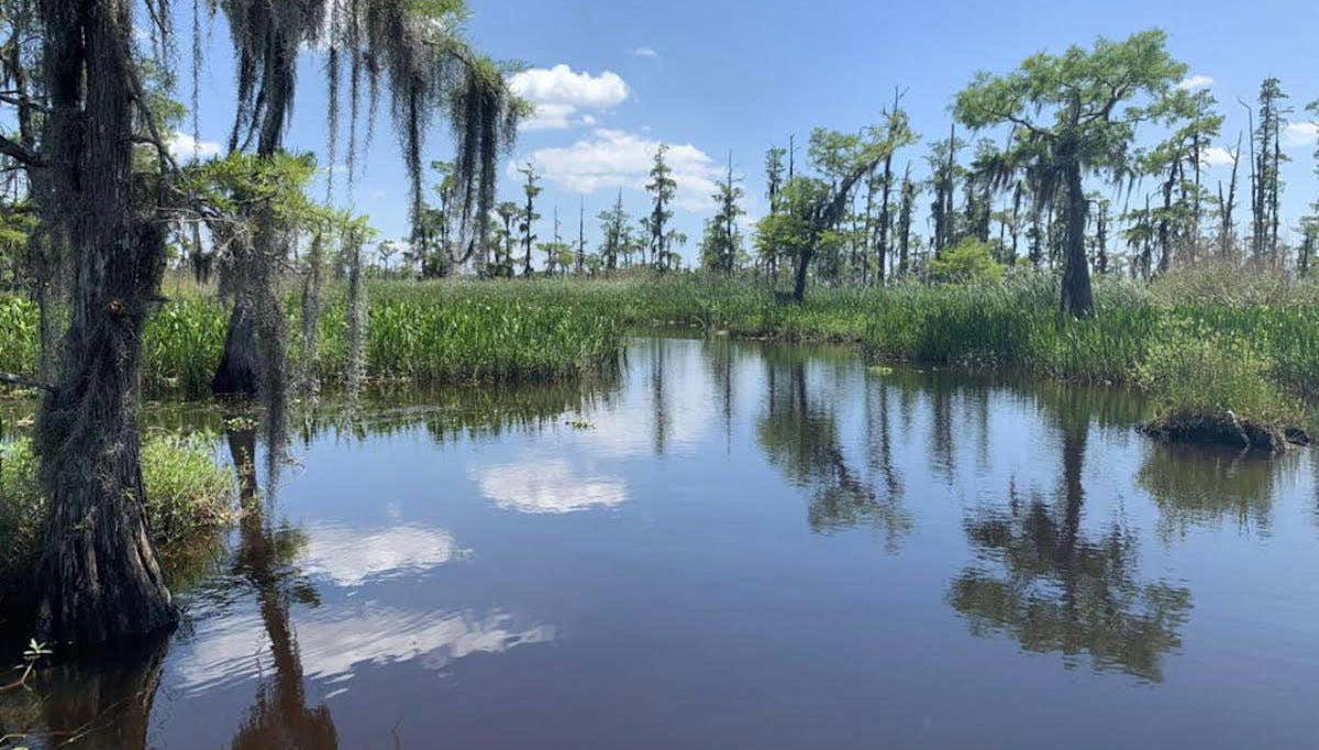 Giro in barca nella Riserva di Barataria