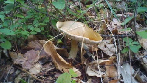 Agriturismo Fiorendo - Foto 3, Other