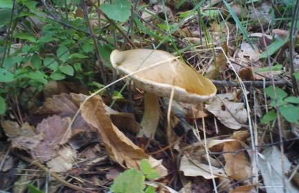 Agriturismo Fiorendo - Photo 3