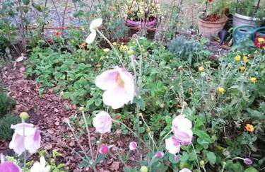 les hortensias La Souris Des Champs - Foto 26