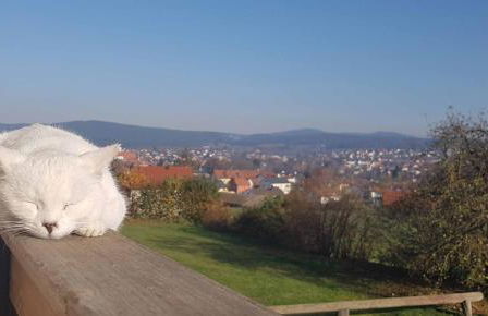 Bauernhof Nißl - Foto 32