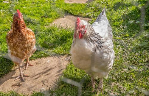 Wisteria Lodge - Cottage - Foto 13