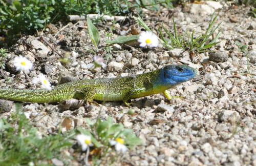Altes Spitzhaus an der Goldroul - Foto 34