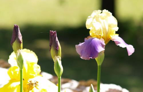 La Vayssade - Grand Gîte de charme - 14 pers - Piscine & Jacuzzi - Photo 49