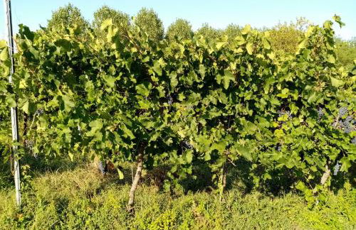 Agriturismo Le Crede 1930 - Foto 42