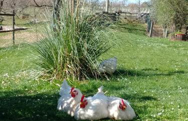 Golden Valley apartment & ranch - Foto 16