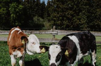 4 Sterne Ferienwohnung Hochries - Foto 38