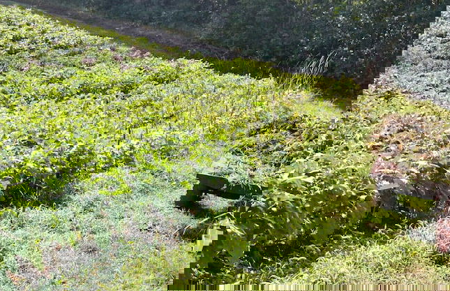 Fattoria Alvaneta - Foto 13