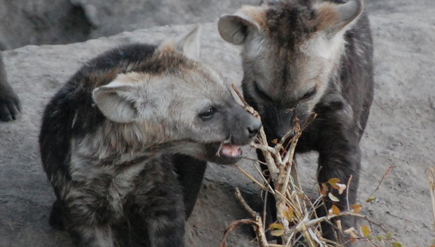 Kruger National Park Open Vehicle Safari - Photo 5