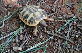 Villanova Apartments - Foto 58